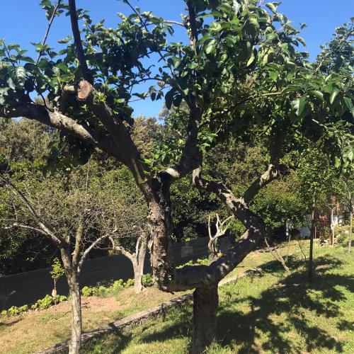 an apple tree with a bunch of branches at B&B La Tasgia in Aggius