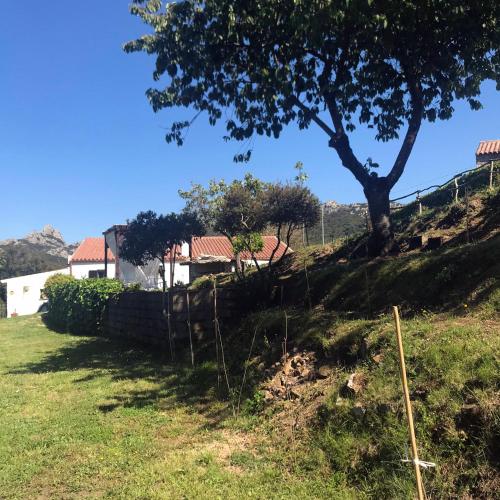 a house on a hill with a tree at B&B La Tasgia in Aggius