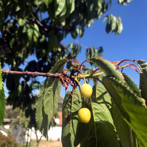a branch of a tree with yellow fruits on it at B&B La Tasgia in Aggius