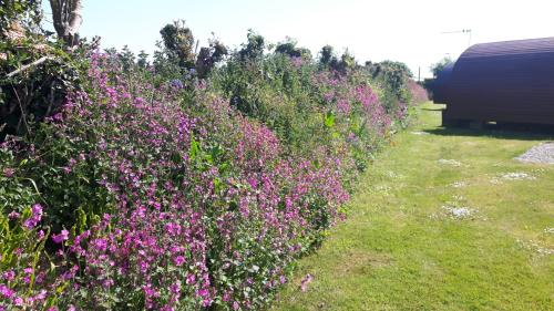a row of bushes with pink flowers in a yard at Polborder Holidays Looe Country Park in Looe