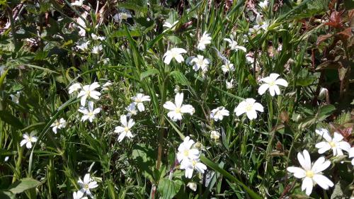 a group of white flowers in the grass at Polborder Holidays Looe Country Park in Looe