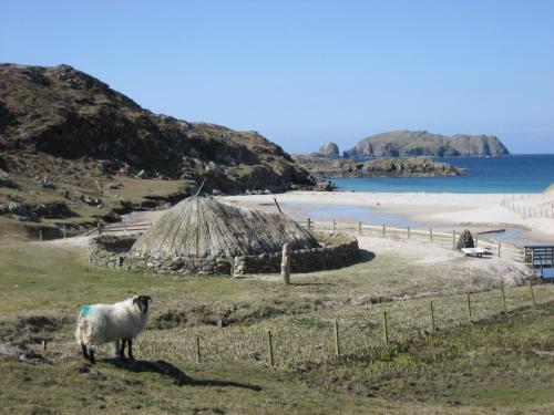 a sheep standing in a field next to a beach at An Airigh in Stornoway