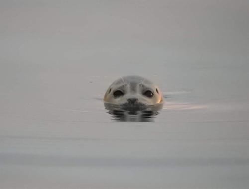 a bird is swimming in the water at Rosemead Guest House in Paignton