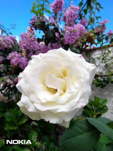 uma rosa branca com flores roxas no fundo em O Pouso Condomínio em Mucugê