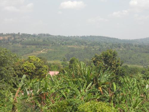 a view of a lush green hillside with trees at Masaka Backpackers, Tourists Cottage & Campsite in Masaka