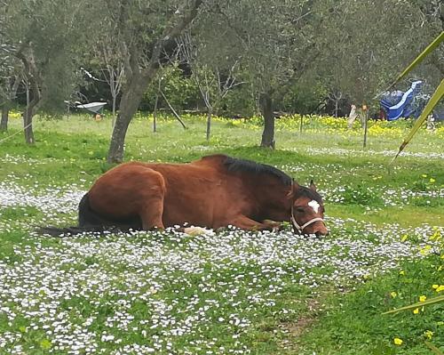 ein braunes Pferd, das auf einem Blumenfeld liegt in der Unterkunft Casa Masseria Le Ville in Peschici