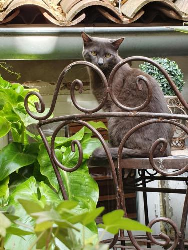 a gray cat sitting on top of a metal chair at Hôtel Boquier, Avignon Centre in Avignon