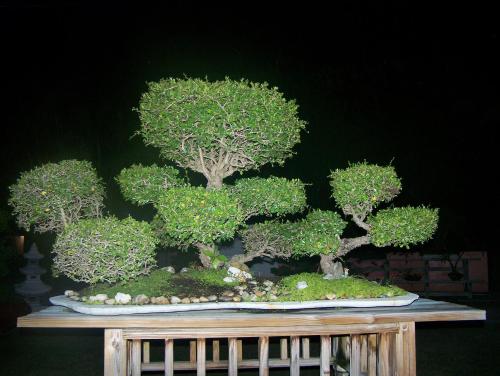 een bonsaiboom op een houten tafel bij Rock Reef Resort in Key Largo