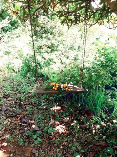 a swing with fruit on it in the woods at Старый дом! in Chakvi
