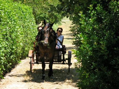 a horse pulling a carriage with two people in it at Tenuta Sant'Andrea in Muro Leccese