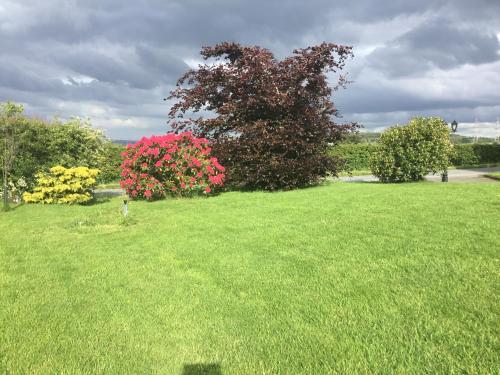 a large grass field with a tree with pink flowers at Woodcockfaulds House in Stirling