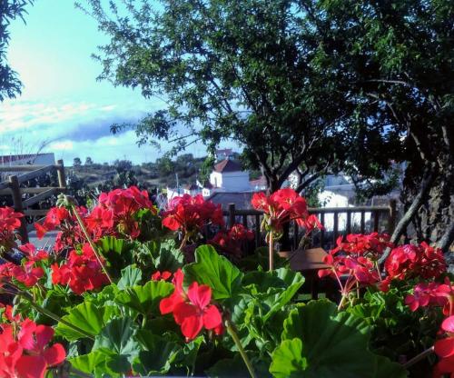 a bunch of red flowers in a garden at Casa rural meridiano in El Pinar del Hierro