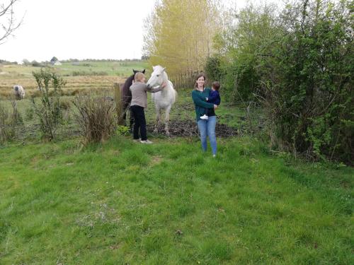a group of people standing next to a white horse at Yellow House in Westport