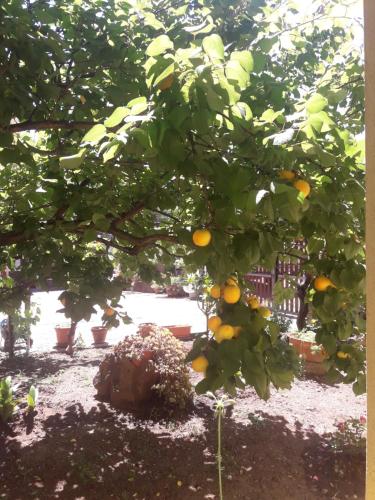 an orange tree with lots of oranges on it at Domu de Palla- IUN-E5167 in Bauladu