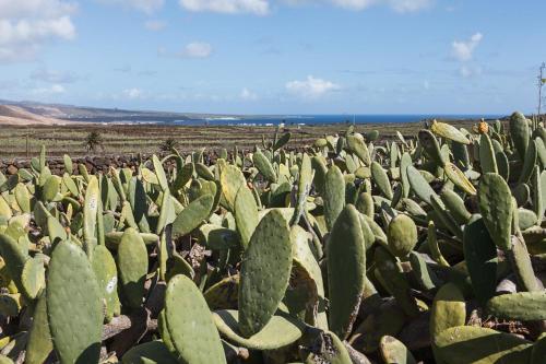 a large field of cacti in a field at Hubara Retreat in Charco del Palo