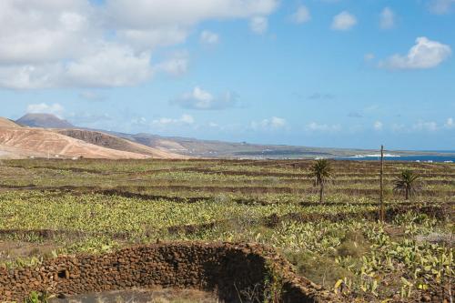 a field with palm trees and mountains in the background at Hubara Retreat in Charco del Palo