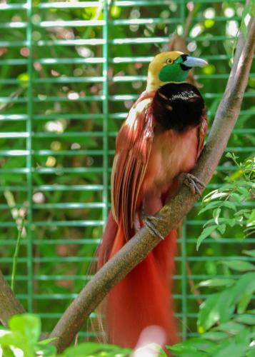 a bird sitting on a tree branch at The Sanctuary Hotel Resort Spa in Port Moresby