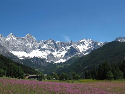 a field of purple flowers in front of a mountain at Feriengut Lackenhof in Filzmoos