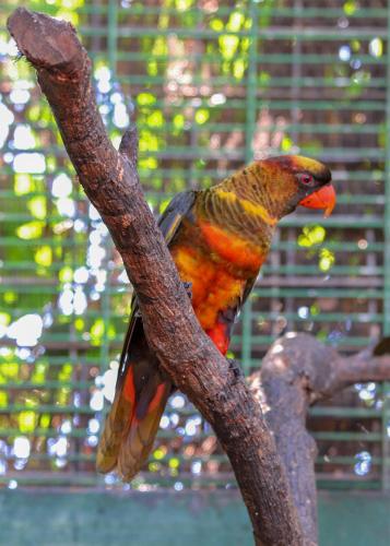 a colorful bird sitting on a tree branch at The Sanctuary Hotel Resort Spa in Port Moresby