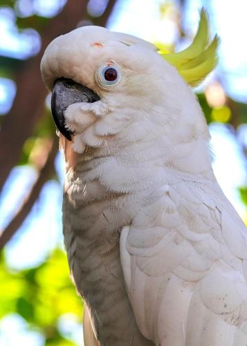 a white parrot with its beak open at The Sanctuary Hotel Resort Spa in Port Moresby
