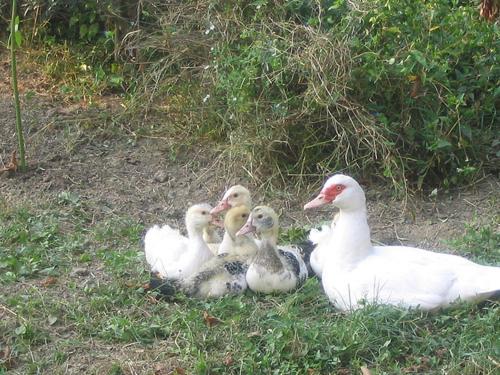 a group of ducks sitting in the grass at Camping Village Città di Milano in Milan
