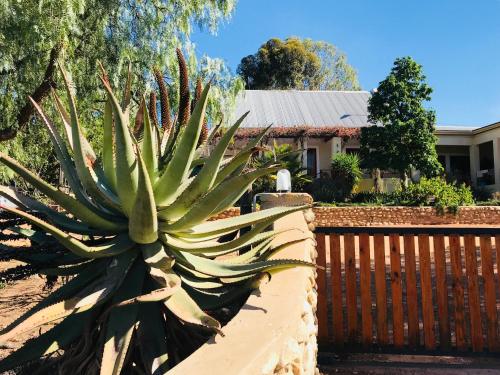 a succulentuanauanauanauanauanauanauanauanauanauanauanauanauana at Koedoeskloof Guesthouse in Ladismith