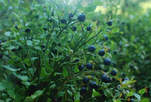 a plant with blueberries on it in a field at Zelena Dacha in Dragobrat