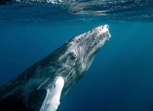 ホステルの敷地内または近くにいる動物