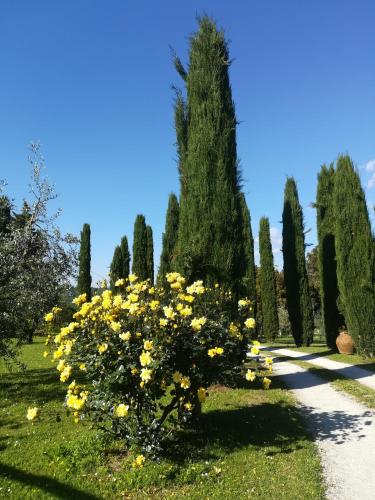 a bunch of yellow flowers in a park with trees at Agriturismo La Scarpaia in Anghiari