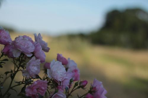Fotografie z fotogalerie ubytování Quistgaarden Bed & Breakfast v destinaci Spjellerup