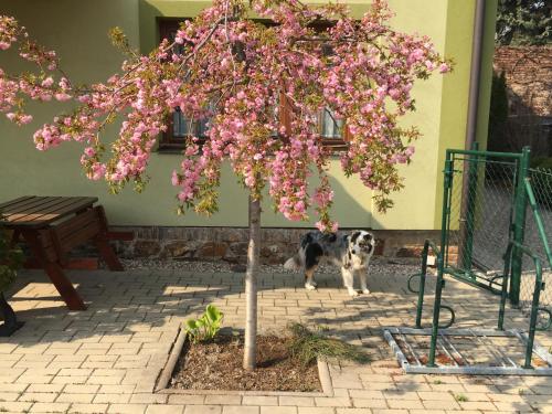 a dog standing next to a tree with pink flowers at Penzion U Horských in Čáslav