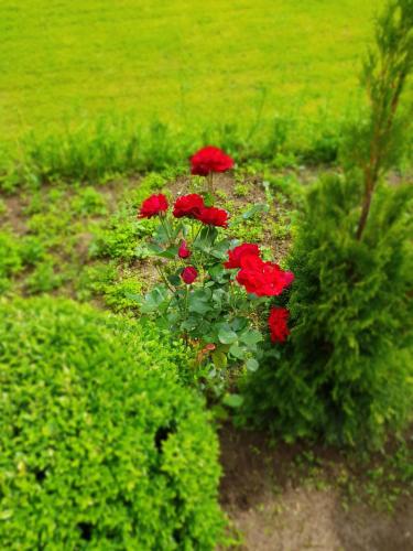 a group of red flowers in a garden at Apartment Paradise Enver in Dubrave Gornje