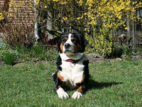 a dog sitting in the grass in the yard at Ferienhof Wroge in Wietzendorf