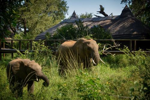 an adult elephant and a baby elephant standing in the grass at Lion Sands Narina Lodge in Sabi Sand Game Reserve