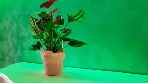 a plant in a pink vase sitting on a table at Duomo Attic (rooms) in Ravello