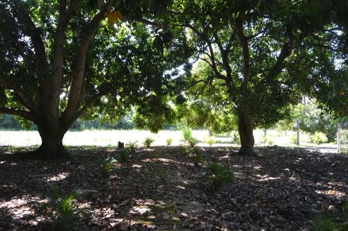 two trees in a park with leaves on the ground at Hotel Albatros in Espinal