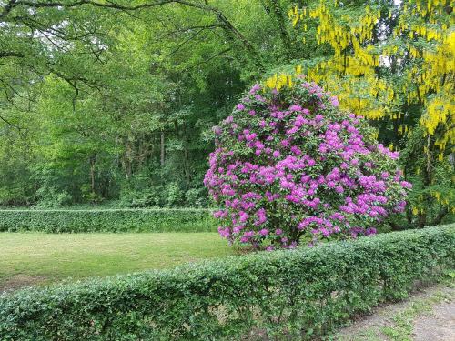 a bush with pink flowers in a garden at B&B de Panheide in Hooghalen