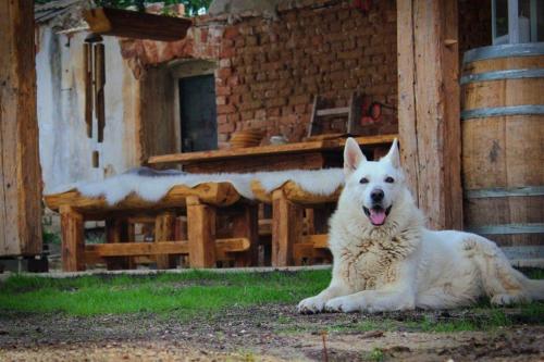 a white dog laying on the grass in front of a building at Apartmány Patriot in Třeboň