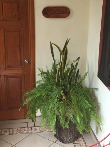 a potted plant sitting on the floor next to a door at Posada Familiar El Dorado in Xilitla