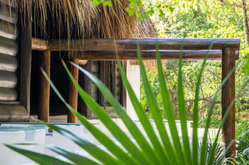 a large green plant in front of a building at El Alquimista Yoga Spa in Zipolite
