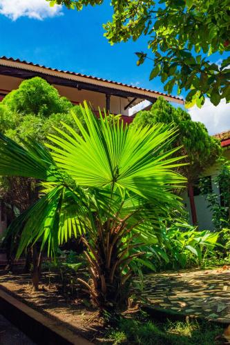 Jardín al aire libre en Hostal Lazybones