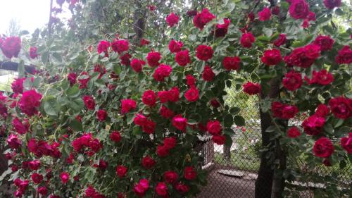 a bunch of red roses in a garden at Zukas Hause in Akhaltsikhe