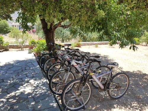 a row of bikes parked next to a tree at Tilos Fantasy in Livadia