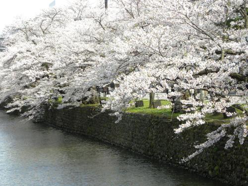 a tree with white flowers next to a river at Hotel Benex Yonezawa in Yonezawa