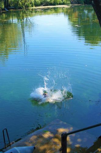 a duck swimming in a body of water at Apartments Korana, BelajskePoljice in Duga Resa