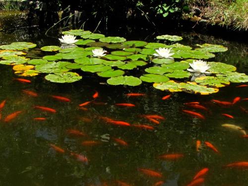 a group of koi fish in a pond with lilies at Strongilos Homestay in Velanidia
