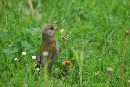 a small bird standing in a field of grass at Ivanek guest house in Zvíkovské Podhradí