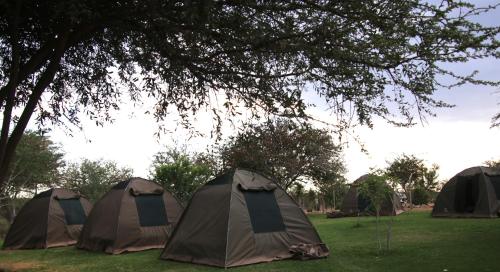 three tents sitting in the grass under a tree at Etotongwe Lodge in Outjo