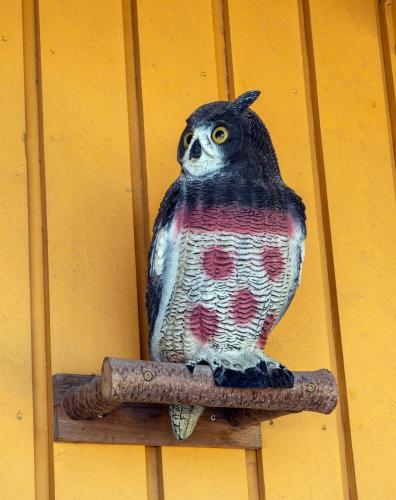 an owl sitting on a branch on a wall at Sandmoen Bed & Breakfast, Free Parking in Trondheim