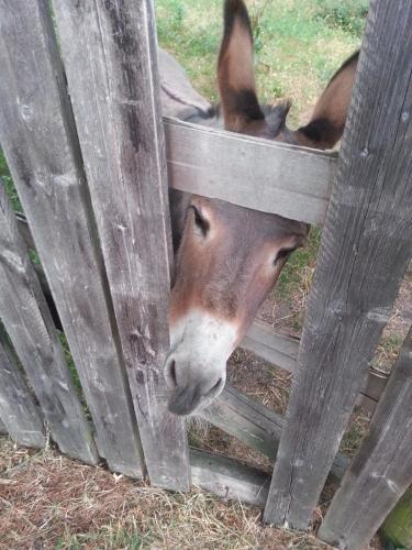a horse peeking its head through a wooden fence at la casa sull'arcobaleno 1 in Manta